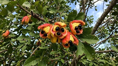 Ripe red ackee pods split open on the tree, showing creamy yellow ackee flesh and shiny black seeds